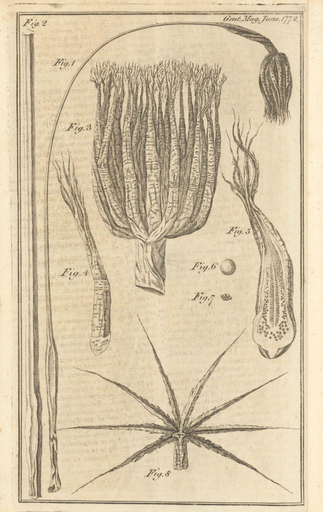 A Zoophyte, or Marine Plant. Gentleman's Magazine 1772 old antique print