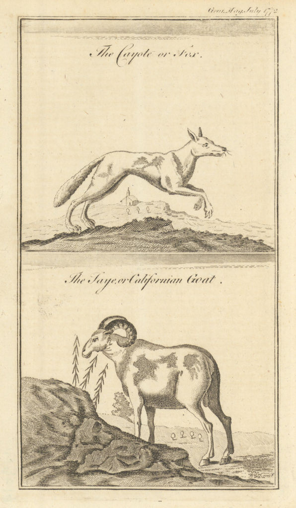 Californian coyote & Goat. Gentleman's Magazine 1772 old antique print picture