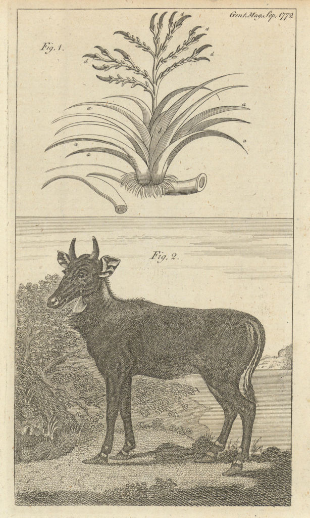 The Wild Aloe, of Jamaica. The Nyl-ghau, a quadruped. Antelope Picta 1772