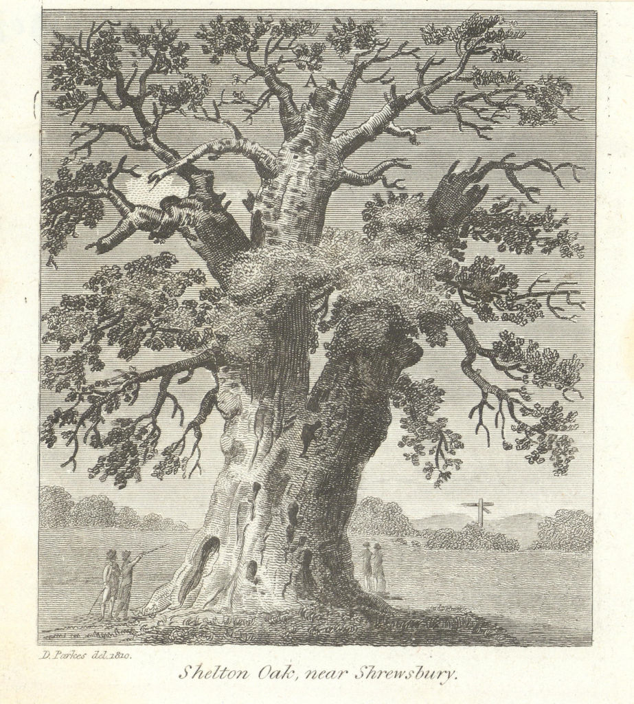 Shelton Oak, near Shrewsbury. Gentleman's Magazine 1810 old antique print