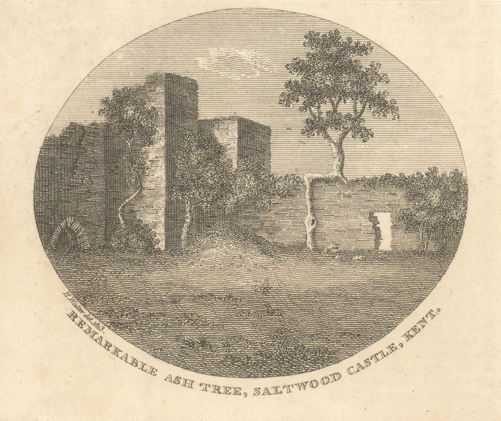 Remarkable Ash Tree in Saltwood Castle, Kent 1815 old antique print picture