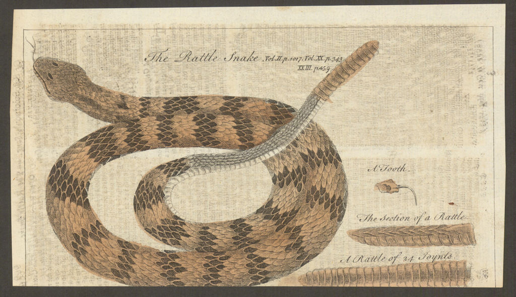 The Rattle Snake. Reptiles. Gent's Mag 1753 old antique vintage print picture