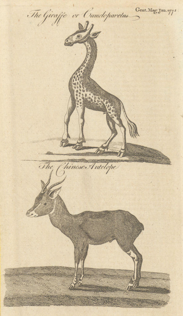 The Giraffe or Camelopardus. The Chinese Antelope (Chiru) 1773 old print