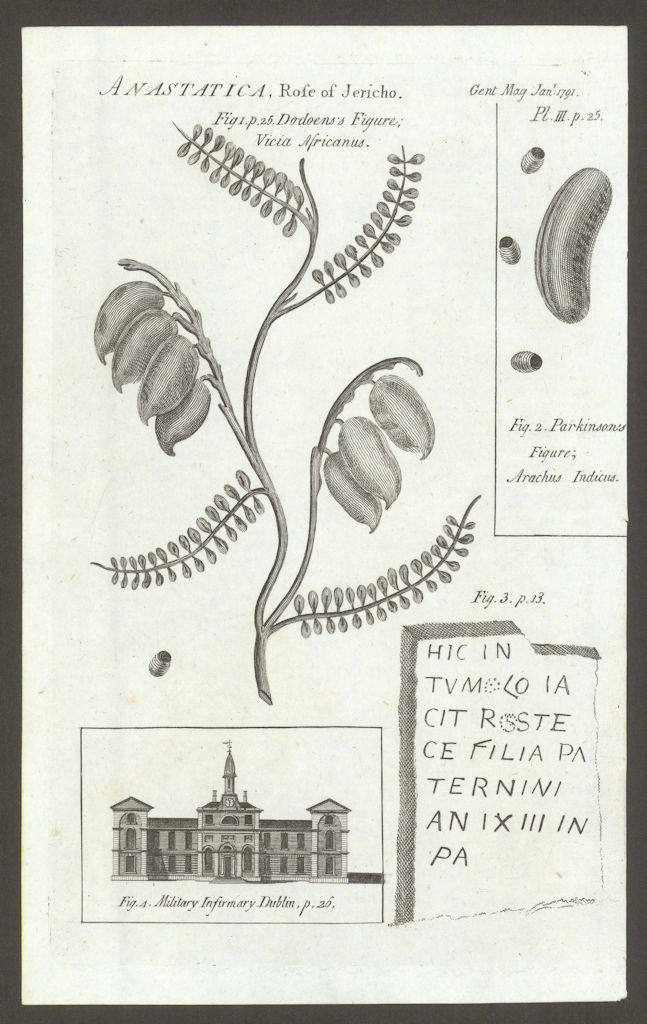 Rose of Jericho (but Wild Liquorice). The Military Infirmary, Dublin 1791
