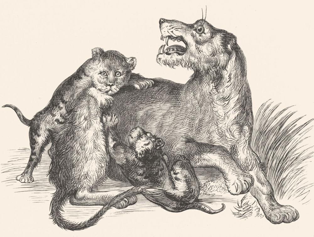 LIONS. Lioness and Cubs-Landseer c1880 old antique vintage print picture