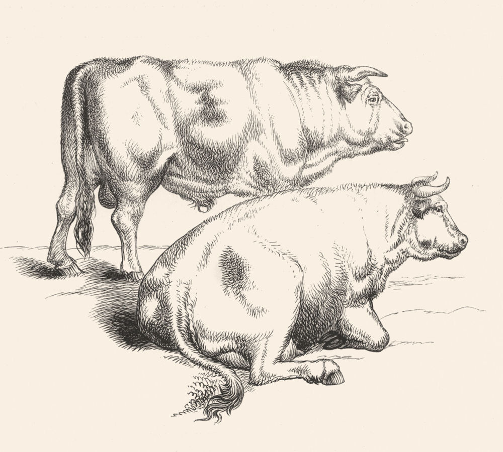 COWS. Meadow(Bull & cow)-Landseer c1880 old antique vintage print picture