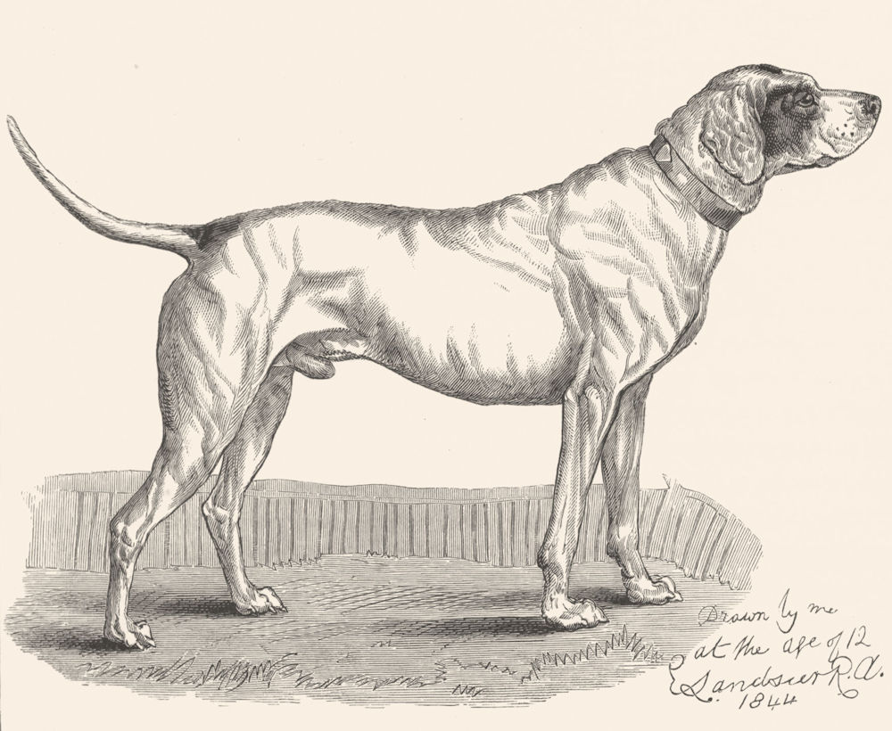 DOGS. A Favourite Pointer-Landseer c1880 old antique vintage print picture