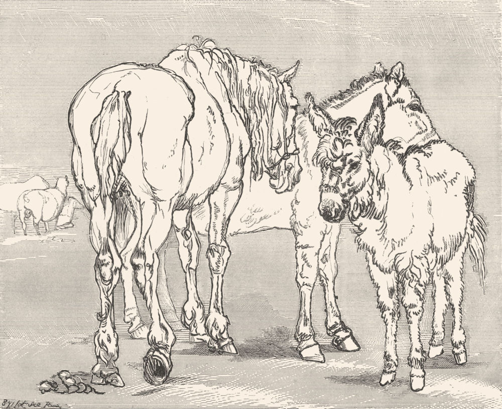 LANDSCAPES. Common(Horse, Donkey & Mule)-Landseer c1880 old antique print