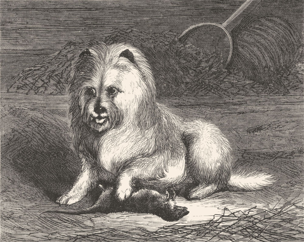 Associate Product DOGS. Vixen-Landseer (1821) c1880 old antique vintage print picture