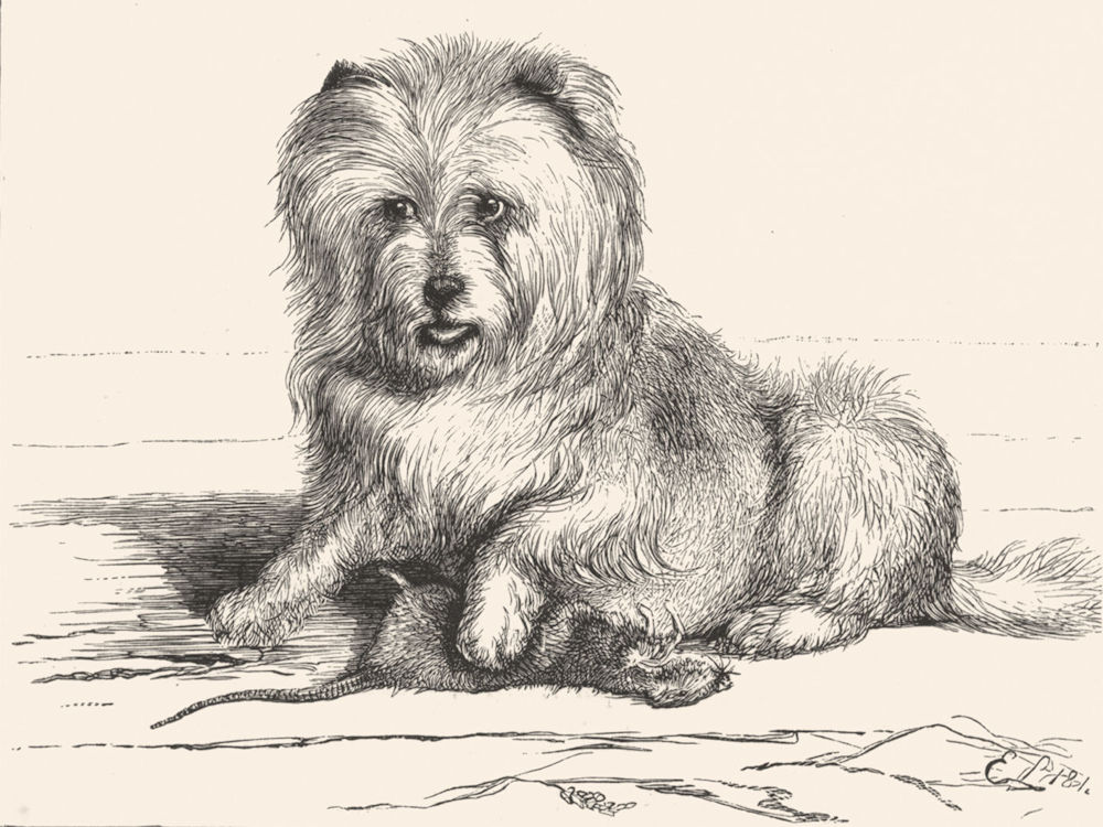 DOGS. Vixen-Landseer (1824) c1880 old antique vintage print picture