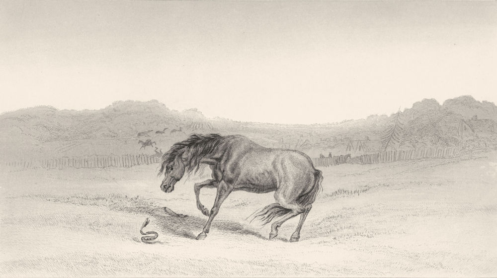 HORSES. Startled!-Landseer c1880 old antique vintage print picture