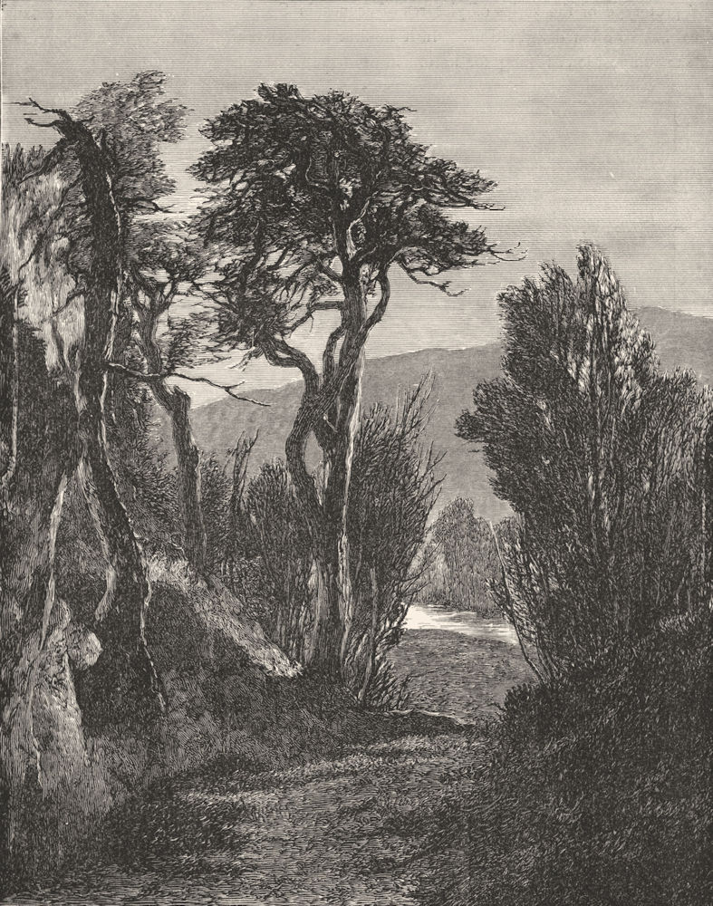 TREES. Study of Fir-trees-Landseer c1880 old antique vintage print picture