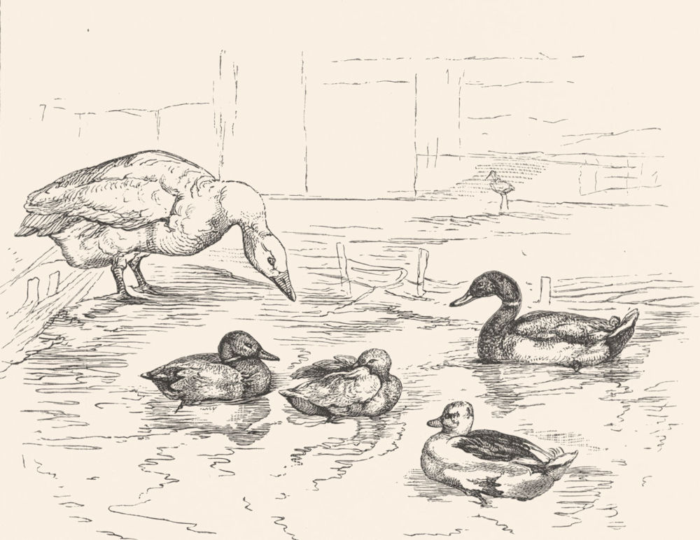 Associate Product BIRDS. The Duck Pond-Landseer c1880 old antique vintage print picture