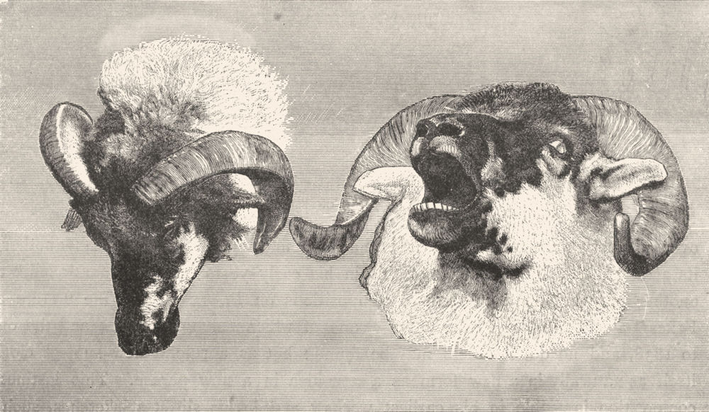 SHEEP. Study of Rams' Heads-Landseer c1880 old antique vintage print picture