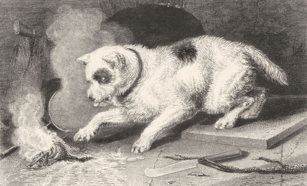 Associate Product DOGS. Too hot to hold-Landseer c1880 antique vintage print picture