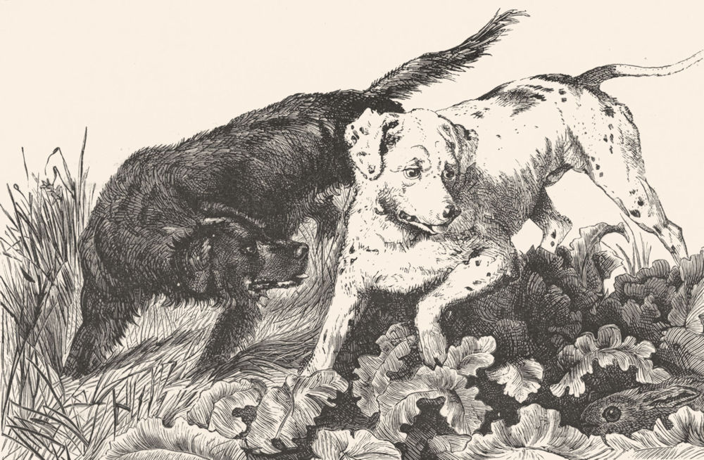 Associate Product DOGS. Dogs setting a hare-Landseer c1880 old antique vintage print picture
