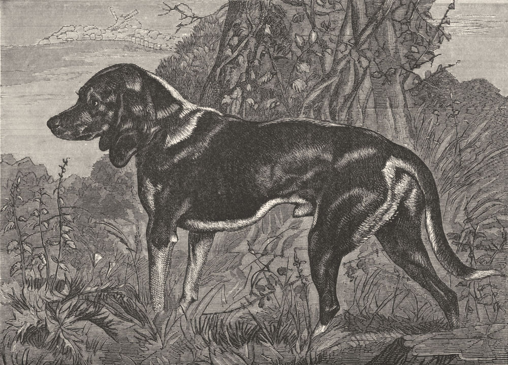 DOGS. A Beagle-Landseer c1880 old antique vintage print picture