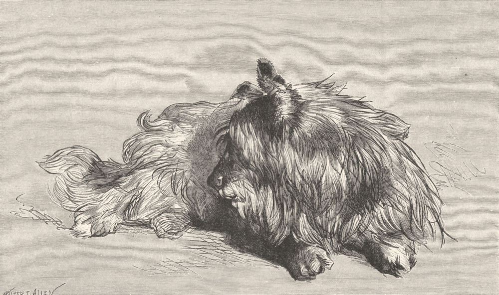 DOGS. A Dandie Dinmont-Landseer c1880 old antique vintage print picture