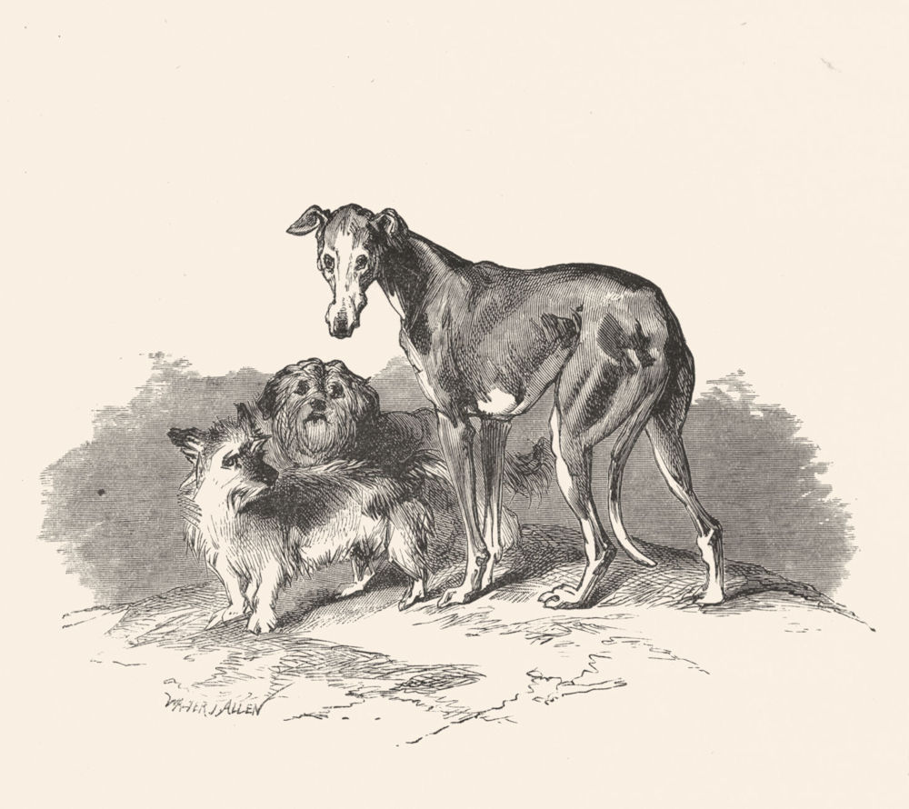 DOGS. Eos, Cairnach & Dandie Dinmont-Landseer c1880 old antique print picture