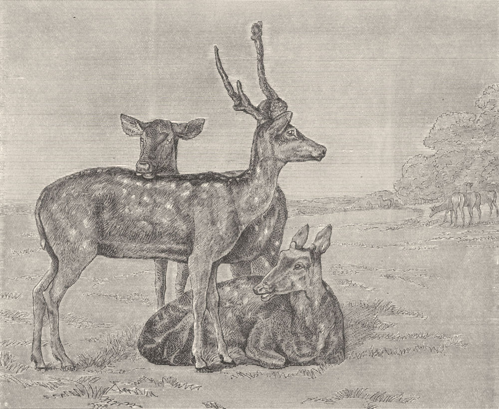 DEER. Fallow Deer-Landseer c1880 old antique vintage print picture