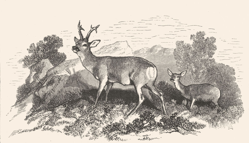 DEER. Deer-Landseer c1880 old antique vintage print picture