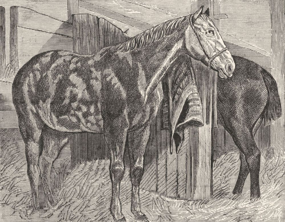 HORSES. In the stable-Landseer c1880 old antique vintage print picture