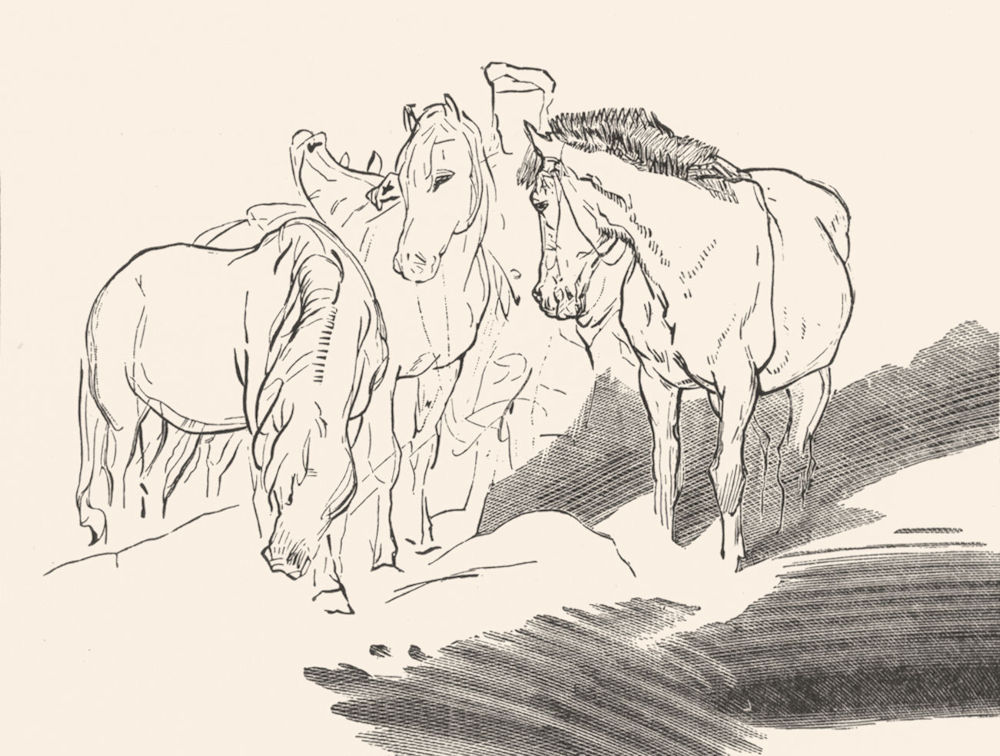 HORSES. Highlander &-Landseer c1880 old antique vintage print picture