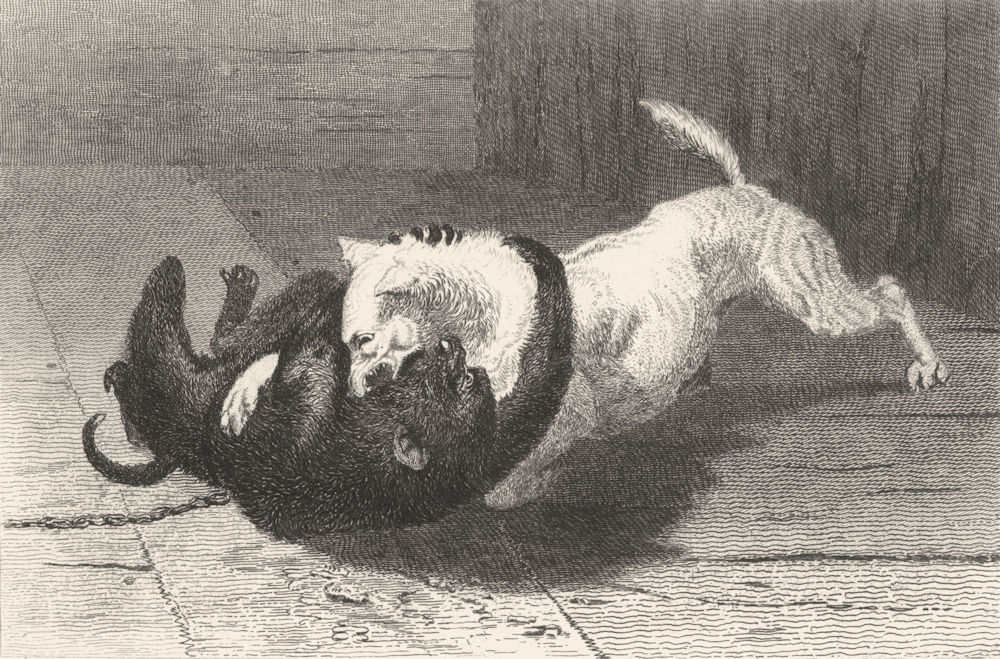 DOGS. Example 10-Landseer c1880 old antique vintage print picture