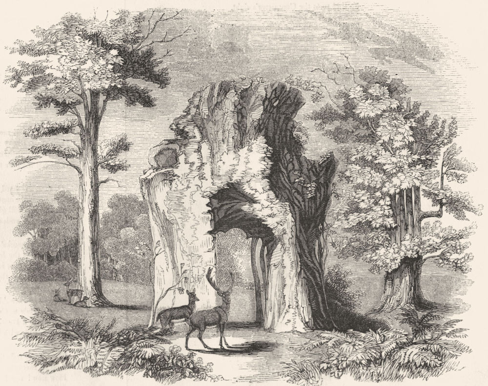 WELBECK PARK. Oaks. Duke's Walking-stick, 7 sisters 1845 old antique print