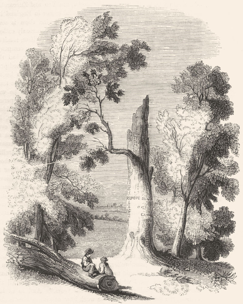 BERKS. Pope's Tree, at Binfield, Berks 1845 old antique vintage print picture