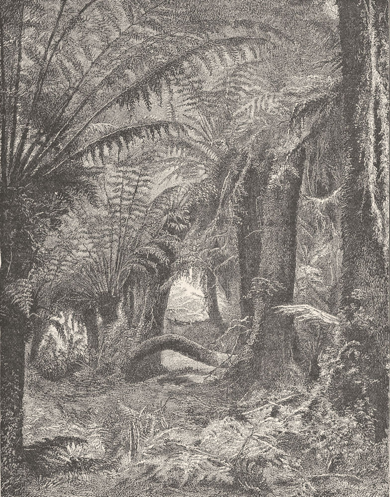 Associate Product AUSTRALIA. Tree-fern Scene in an Australian Forest 1893 old antique print