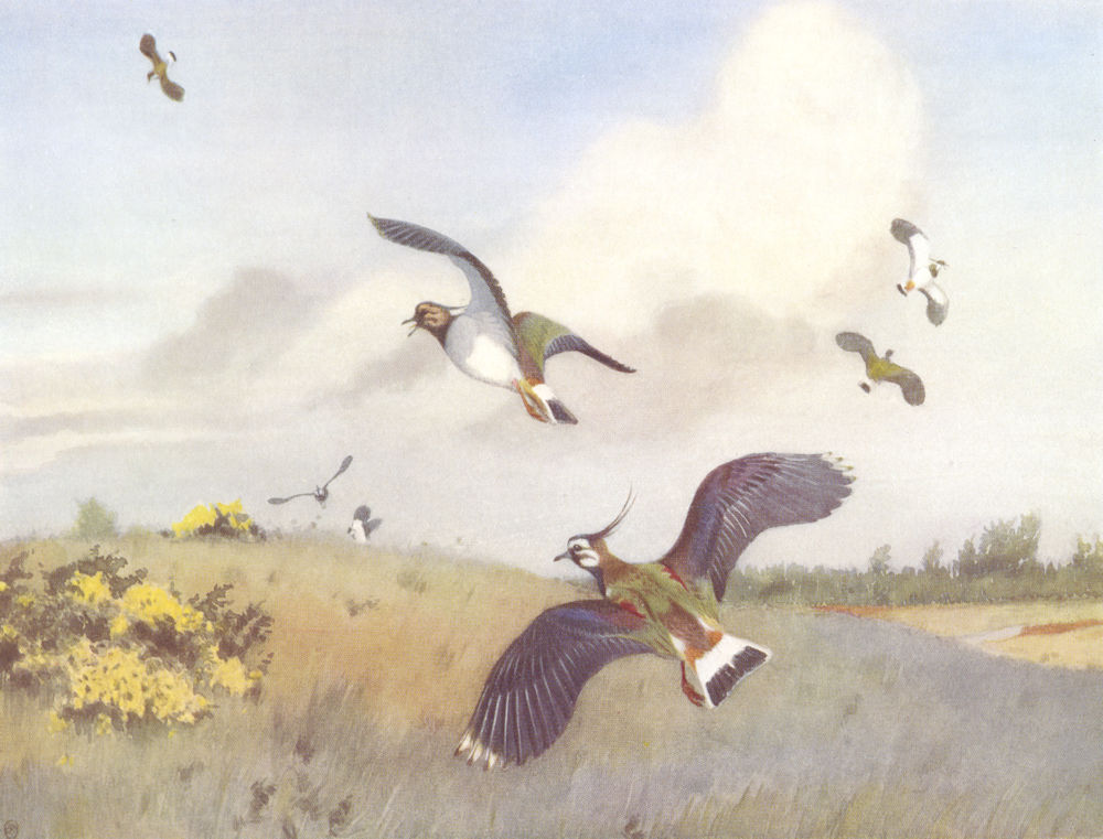 LAPWING. "Spring Gambols" by WINIFRED AUSTEN 1935 old vintage print picture