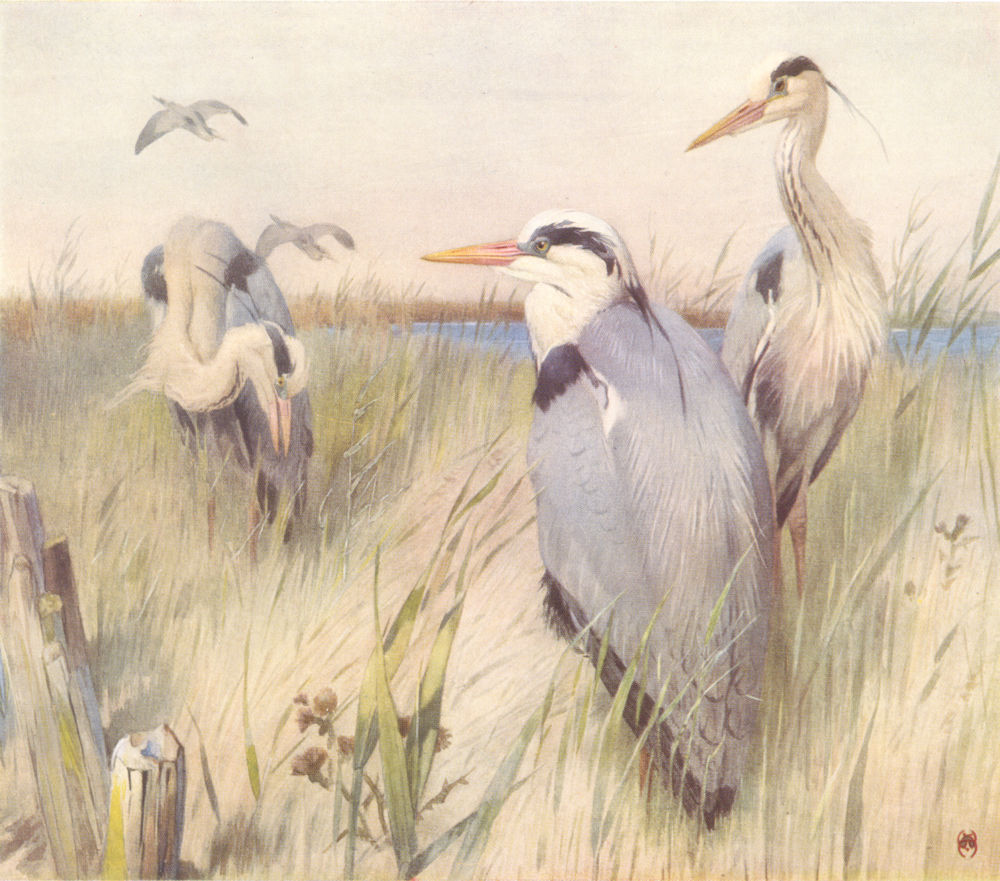 HERONS. "Waiting for the Ebb Tide" by WINIFRED AUSTEN 1935 old vintage print