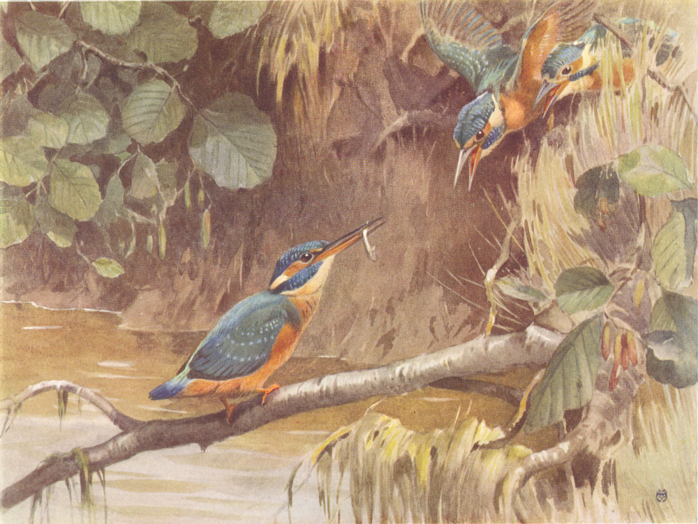 KINGFISHER. "A Fish Dinner" by WINIFRED AUSTEN 1935 old vintage print picture