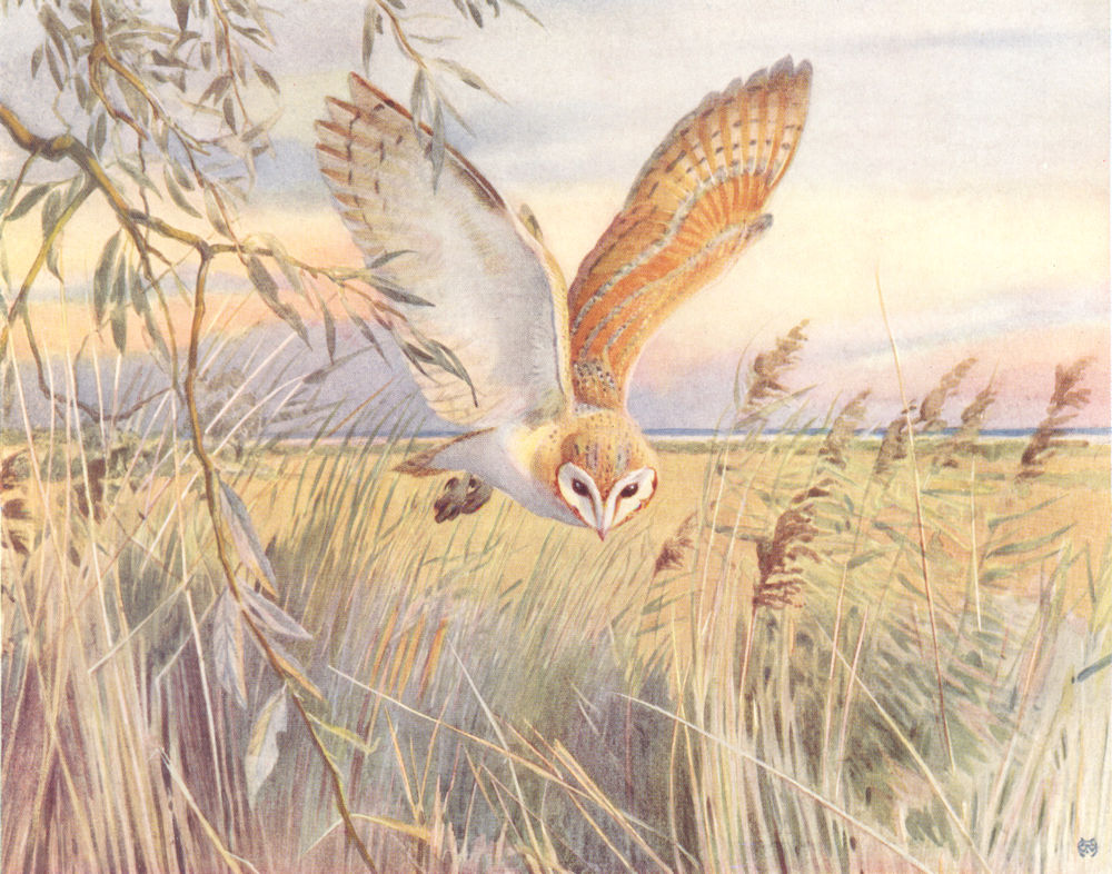 BARN OWL. "Out Hunting" by WINIFRED AUSTEN 1935 old vintage print picture