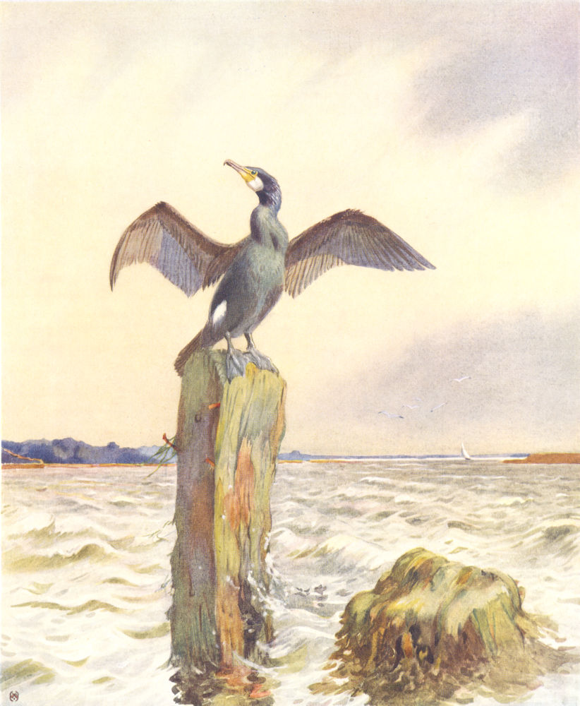 CORMORANT. "On the look out" by WINIFRED AUSTEN 1935 old vintage print picture