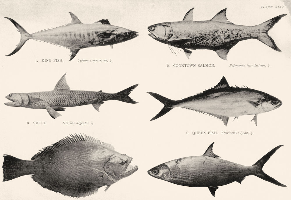 Associate Product GT BARRIER REEF King Fish Cooktown Salmon Smelt Queensland Halibut Herring 1893