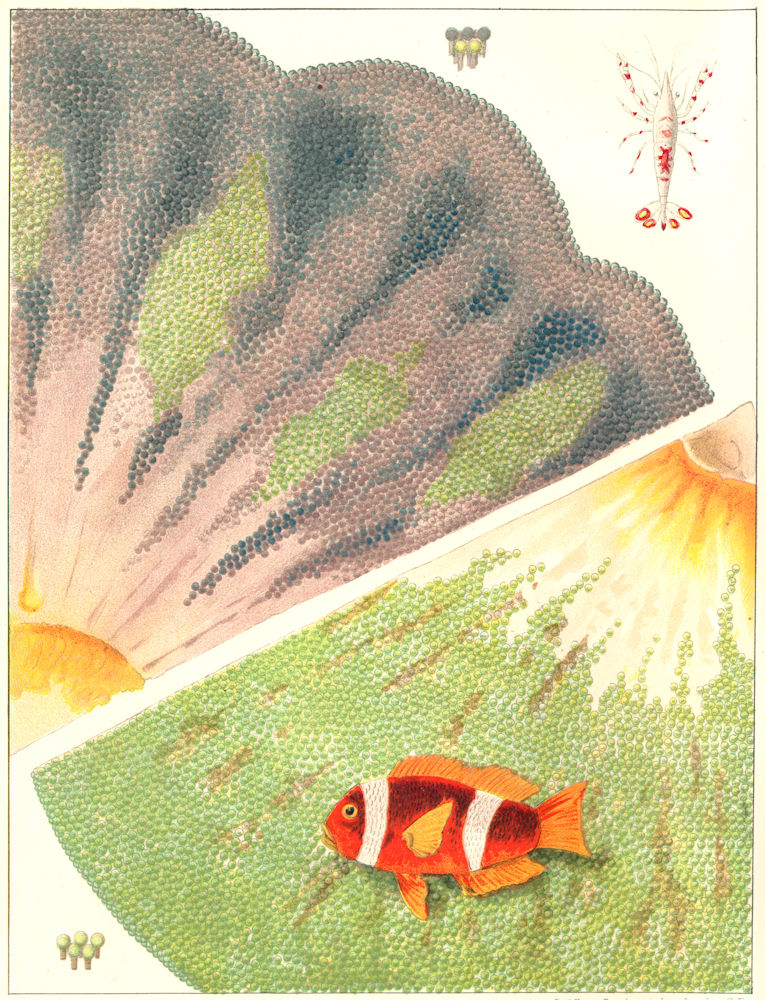 GT BARRIER REEF CORAL Giant Anemone fish bicinctus Discosoma Haddoni Kenti 1893