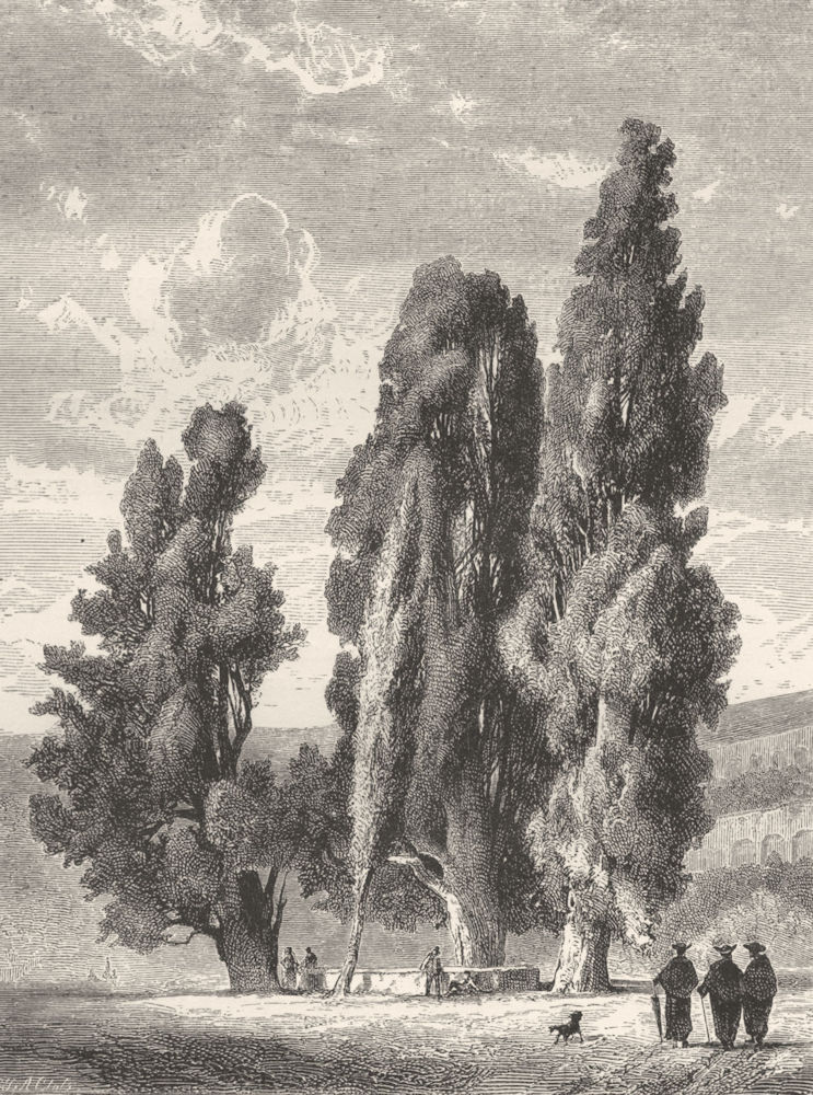 Associate Product ITALY. Cypresses by the Well of Michael Angelo 1877 old antique print picture