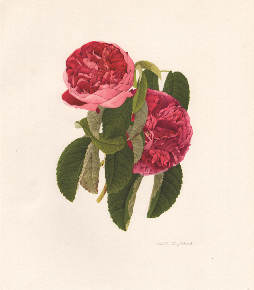 OLD GARDEN ROSES. Rosa Gallica Charles de Mills. CHARLES RAYMOND 1957 print