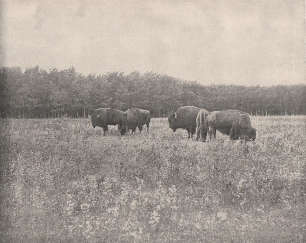Associate Product Silver Heights, Winnipeg, Manitoba, Canada. American Buffalo/Bison 1895 print