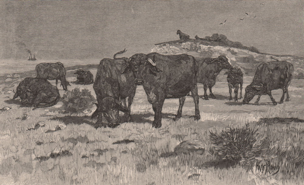 PORT ESSINGTON buffaloes. Northern Territory Australia 1888 old antique print