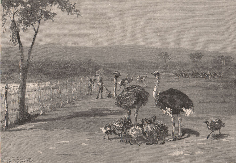 Associate Product Ostrich farm near PORT AUGUSTA. South Australia 1888 old antique print picture