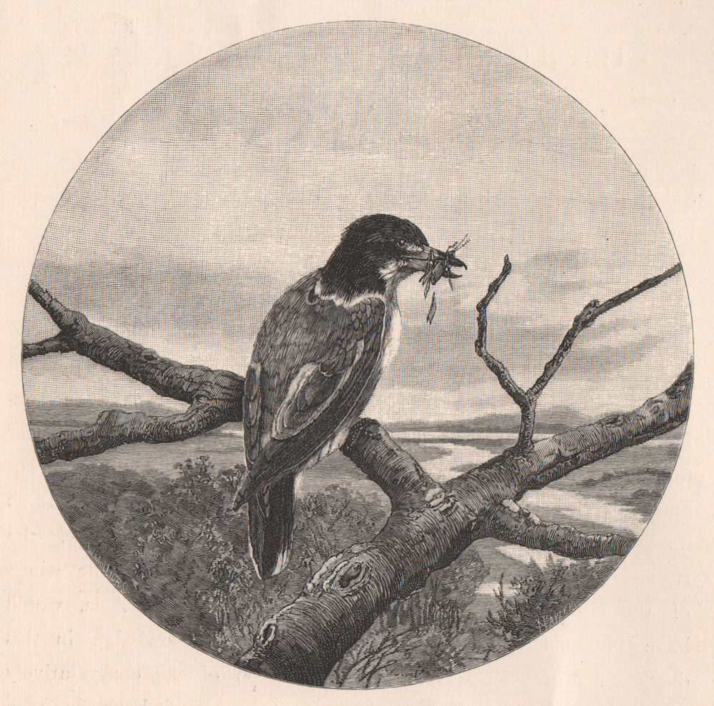Butcher-Bird. Australasia 1888 old antique vintage print picture