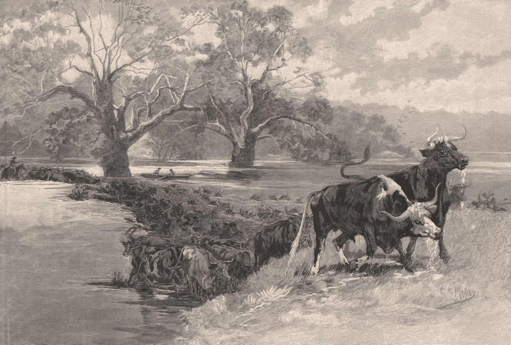 Cattle swimming The DARLING. New South Wales. Australia 1888 old antique print