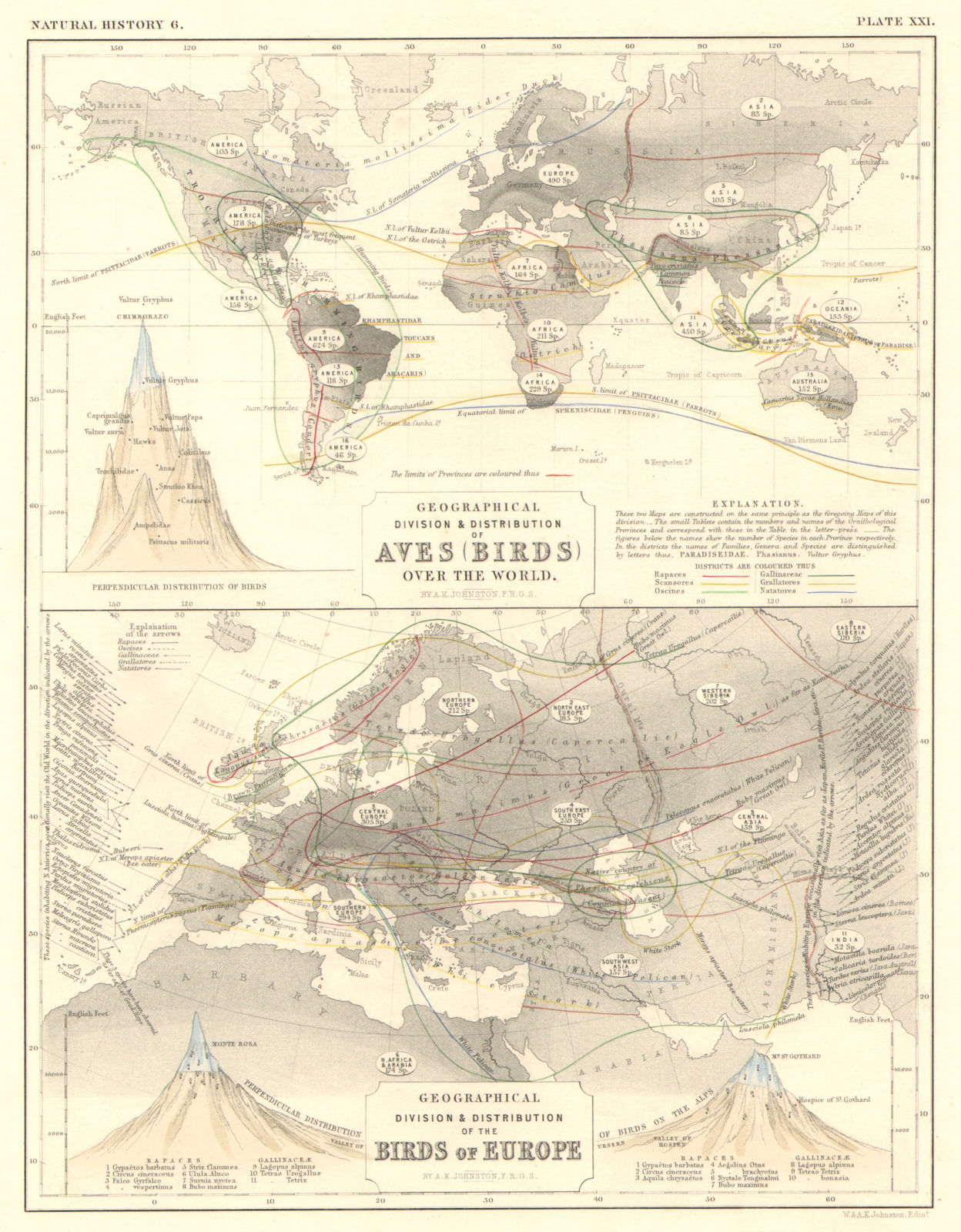 WORLD/EUROPE. Geographical & perpendicular distribution of Birds 1850 old map