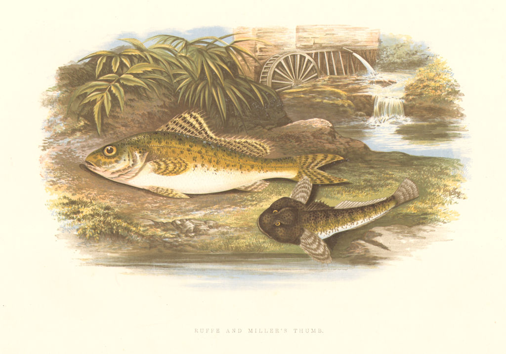 Associate Product FISH.Ruffe Miller's Thumb(Acerina cernua,Cottus gobio)-Houghton / Lydon 1879