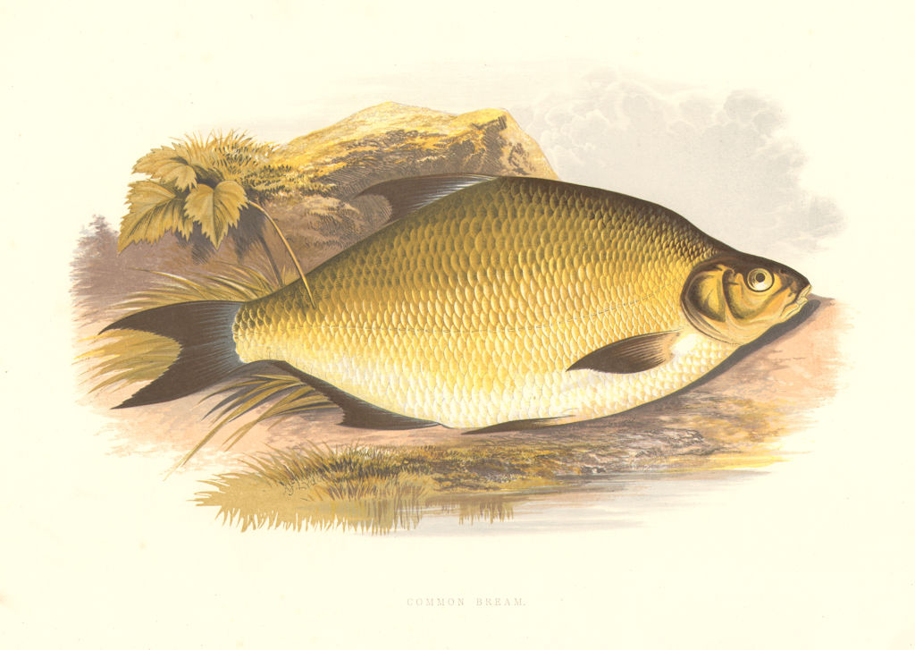 Associate Product FRESHWATER FISH. Common Bream (Abramis brama) - Houghton / Lydon 1879 print
