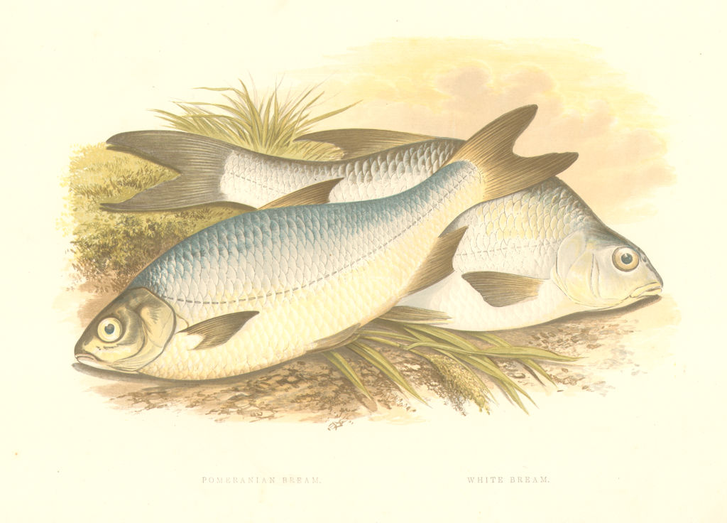 Associate Product FISH.Pomeranian & White Bream(Abramis blicca,Buggenhagii)-Houghton/Lydon 1879
