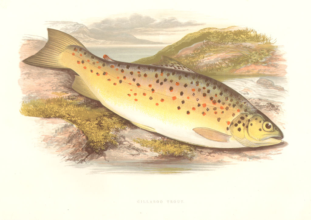 Associate Product FRESHWATER FISH. Gillaroo Trout (Salmo stomachicus) - Houghton / Lydon 1879
